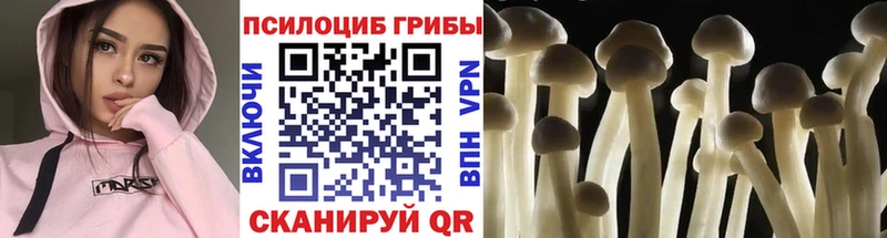 дарнет шоп  Алексин  Псилоцибиновые грибы Cubensis 